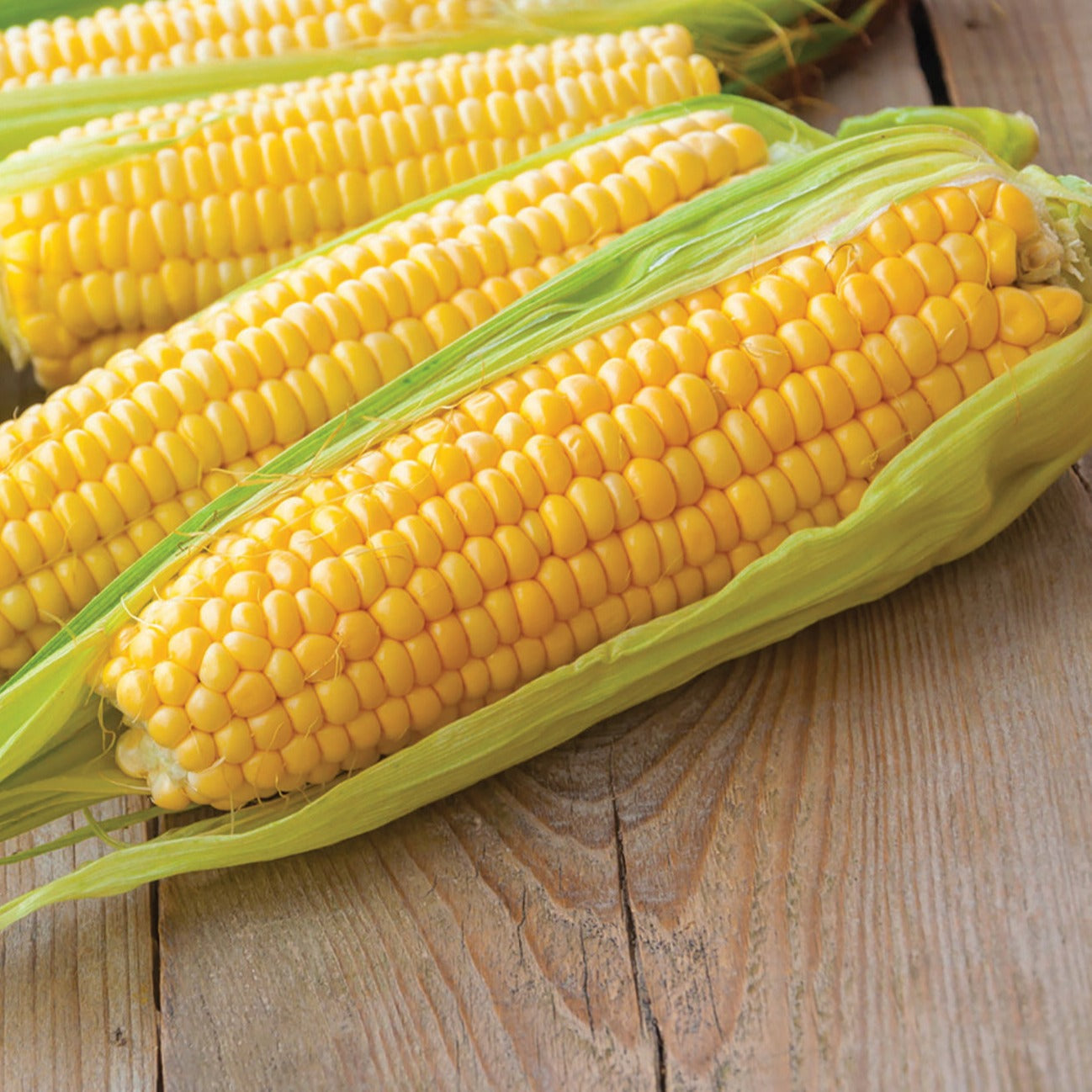 Fresh Kandy Korn sweet corn from MIgardener, showing vibrant yellow corn on the cob with husk partially removed.