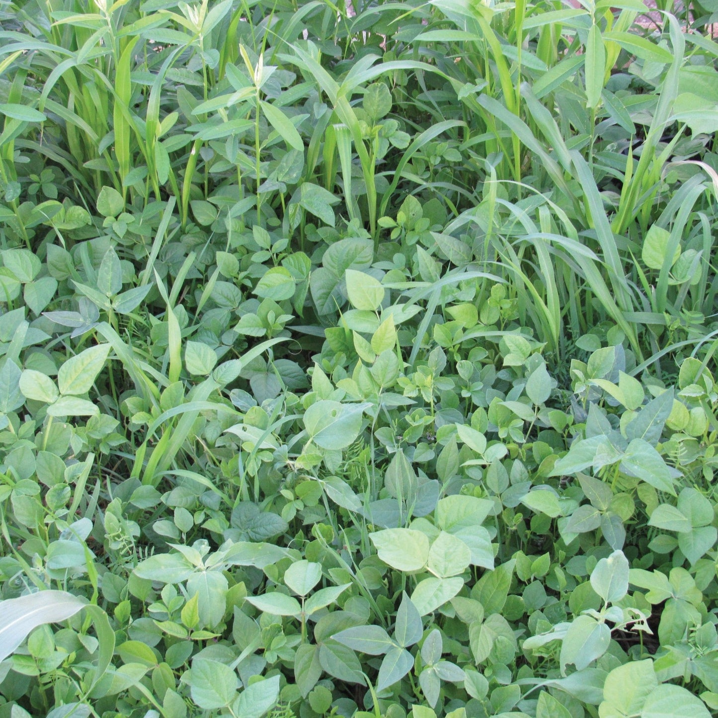 MIgardener Cover Crop Mix showing a diverse blend of green plants ideal for soil health and weed suppression.