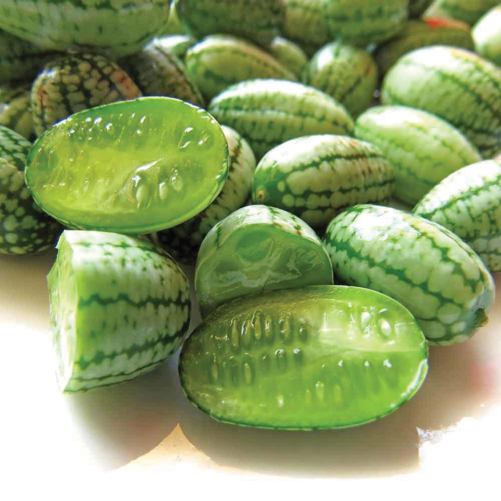 Fresh Cucamelon Mexican Sour Gherkin cucumber from MIgardener, showing small, bumpy green cucumbers with a sour taste.