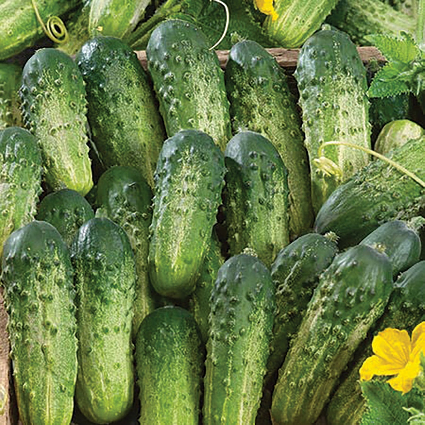 Sumter cucumber from MIgardener, fresh green cucumber with smooth skin, ready for harvest or culinary use.