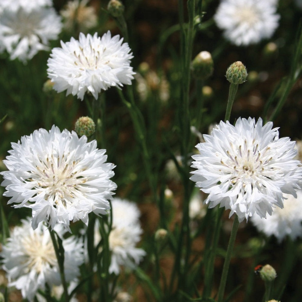 White Bachelor's Buttons edible flowers from MIgardener, showing delicate white blossoms on green stems.