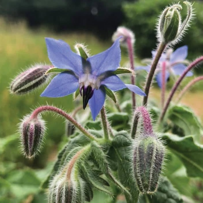 Fresh edible borage plant by MIgardener showing vibrant green leaves and star-shaped blue flowers.