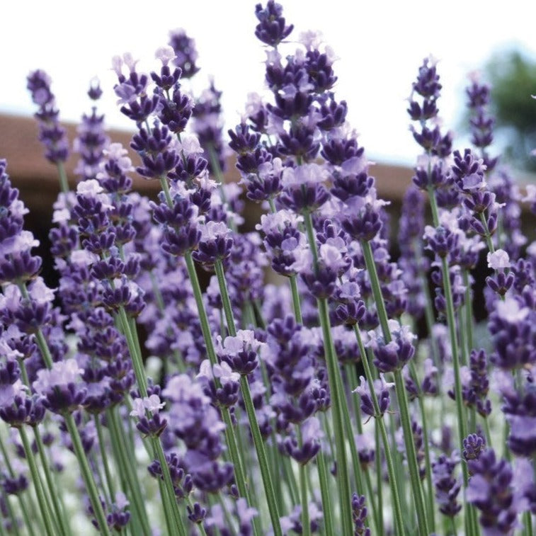 Edible Vera Lavender flowers from MIgardener, showing vibrant purple blooms on a healthy plant, ideal for culinary uses.