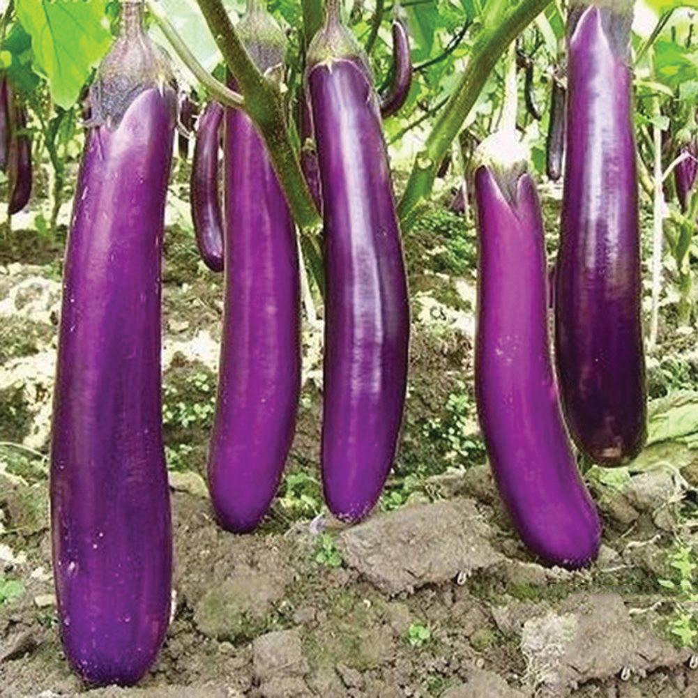 Long purple eggplant from MIgardener, fresh and vibrant, showing its smooth, elongated shape and deep purple skin.