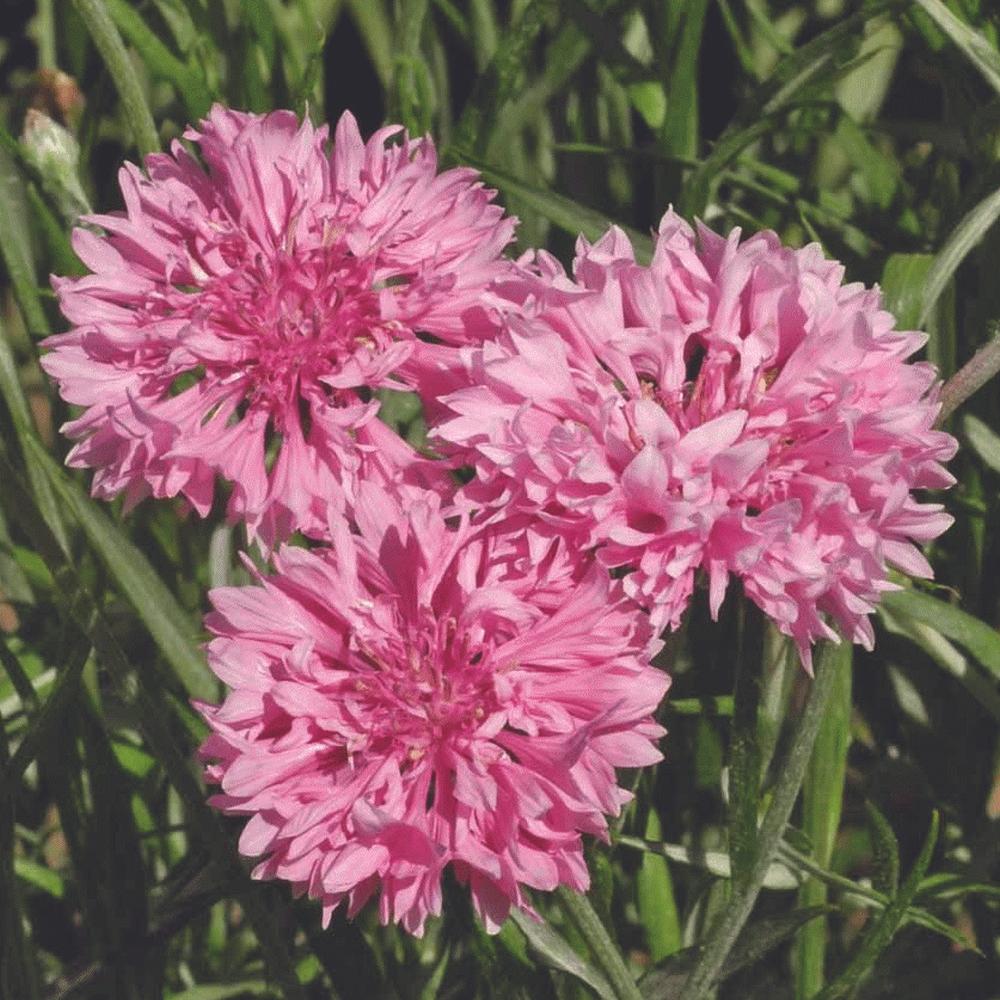 Pink Bachelor's Button flower from MIgardener, showing vibrant, clustered petals and green foliage.