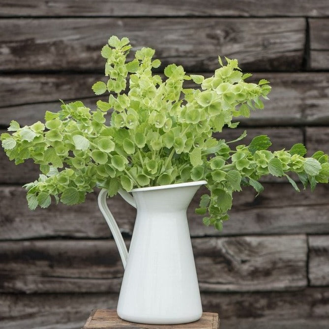 Flowers of Ireland by MIgardener, vibrant Bells of Ireland with tall green stems and clusters of green bell-shaped flowers.