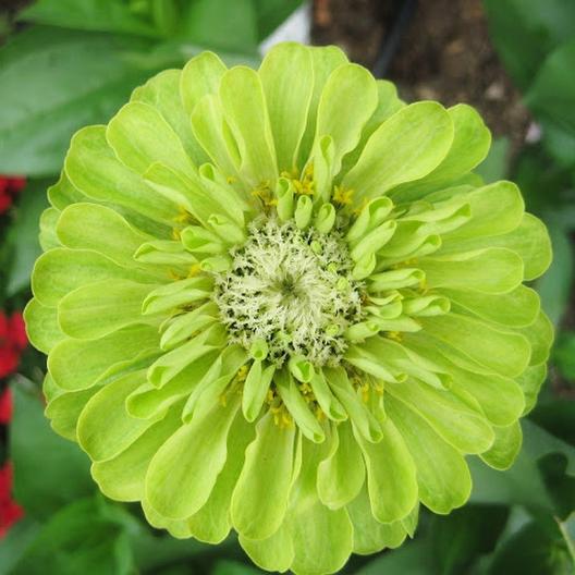 Bright lime green Zinnia flower from MIgardener, showcasing vibrant petals and lush green foliage.