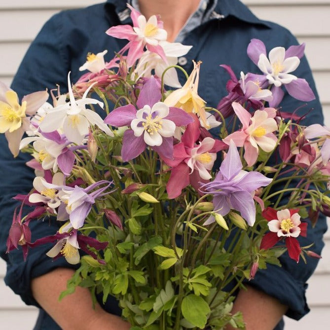 Giant McKenna Mix Columbine flower by MIgardener, vibrant purple and white blooms with delicate petals and green foliage.
