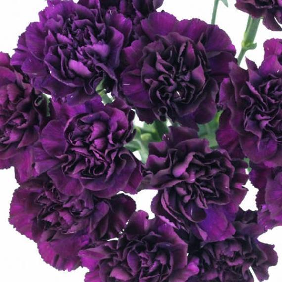 Dark red Grenadin King of Blacks carnation flower by MIgardener with ruffled petals and vibrant color.