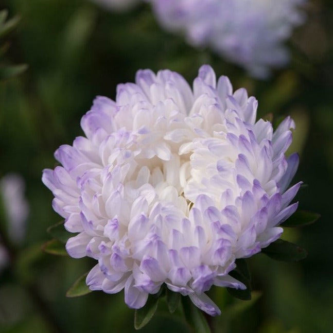 Silver Aster flower by MIgardener with delicate silver-gray petals and vibrant yellow center, showcasing its natural beauty.