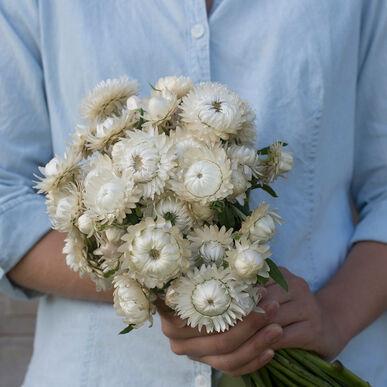 White strawflower from MIgardener, showing its delicate petals and vibrant white color, perfect for garden or floral arrangements.
