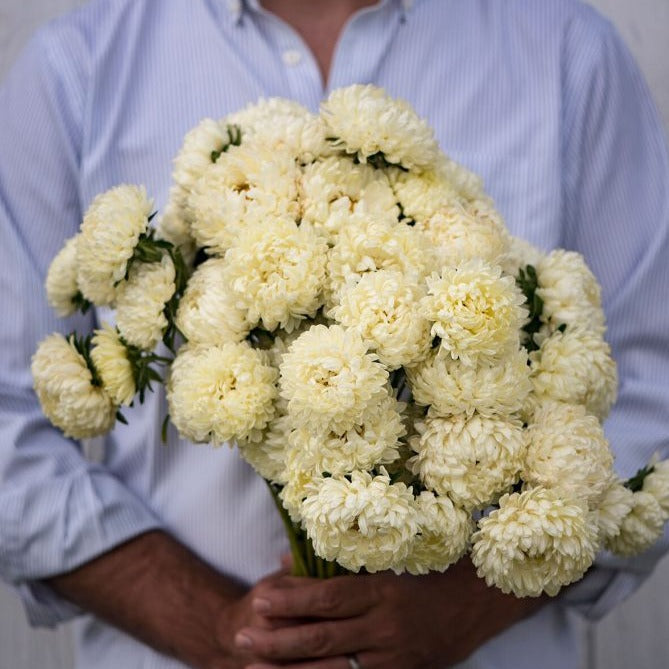 Bright yellow aster flower from MIgardener with vibrant petals and green foliage, showcasing natural beauty.