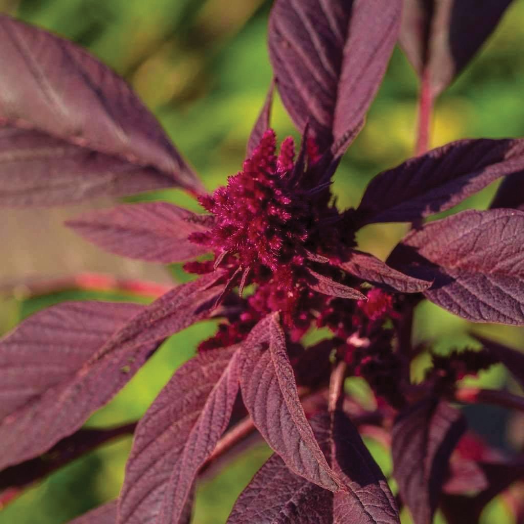Red Garnett Amaranth grains from MIgardener, showing vibrant red seeds in a close-up view.