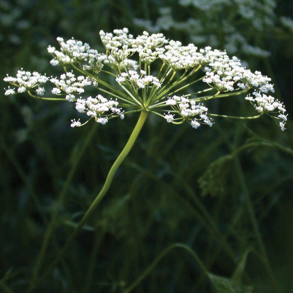 Fresh MIgardener anise herb with feathery green leaves, shown in a natural outdoor setting.
