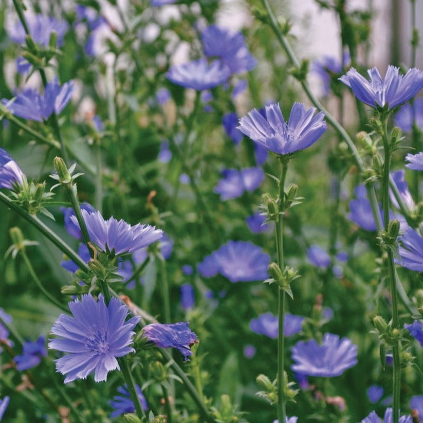 Fresh MIgardener chicory herb plant with vibrant green leaves, ideal for culinary use and herbal gardening.