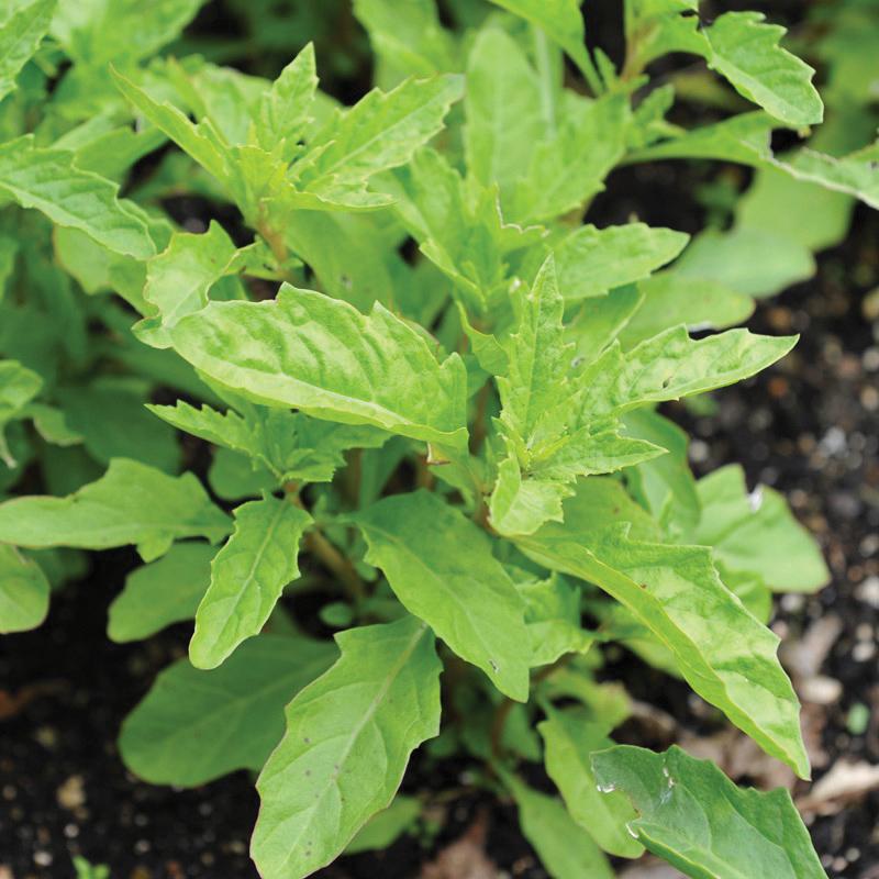 Fresh MIgardener Epazote herb plant in a pot, showcasing vibrant green leaves on a garden table.
