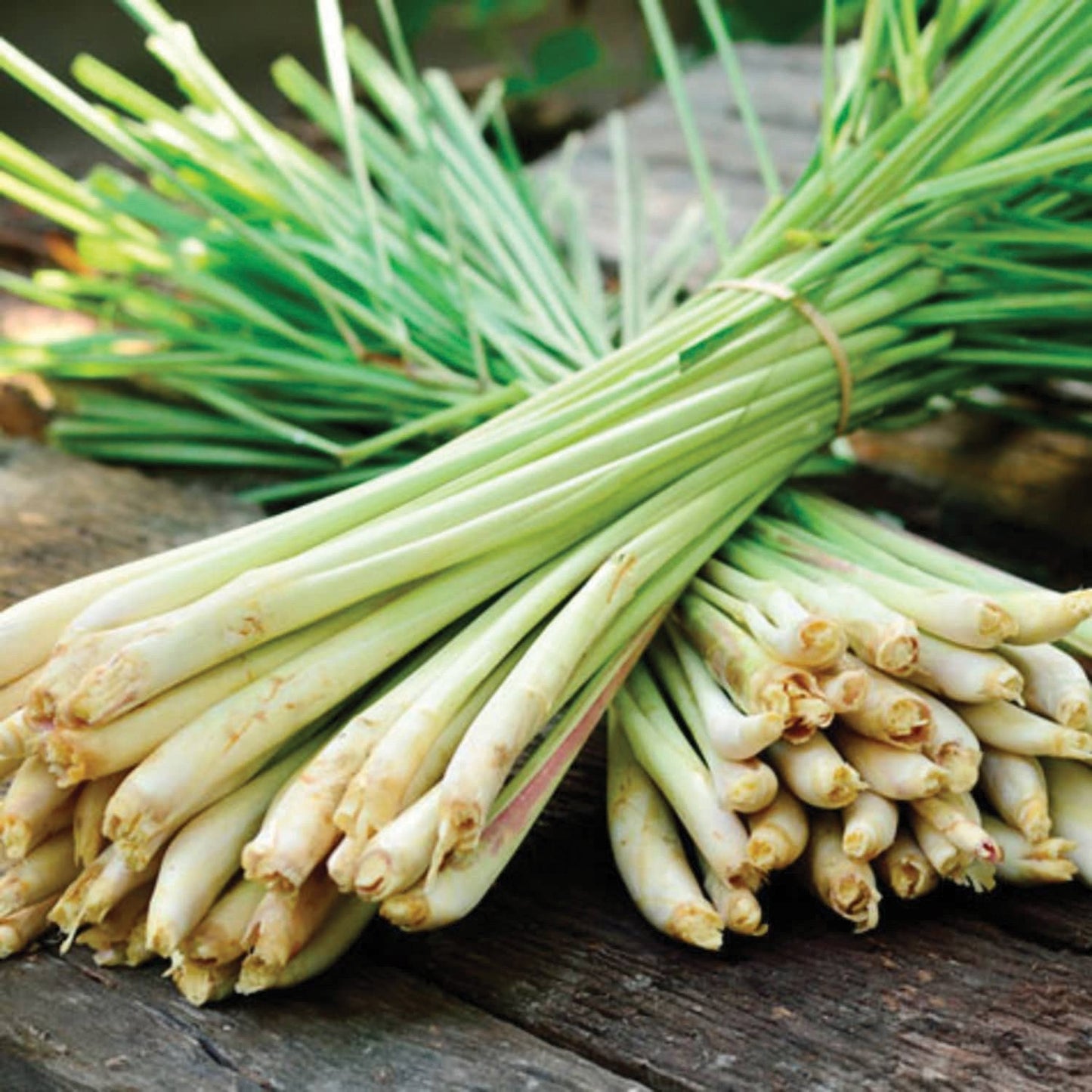 Fresh MIgardener lemongrass herb plant with green stalks and leafy foliage, ideal for cooking and herbal remedies.
