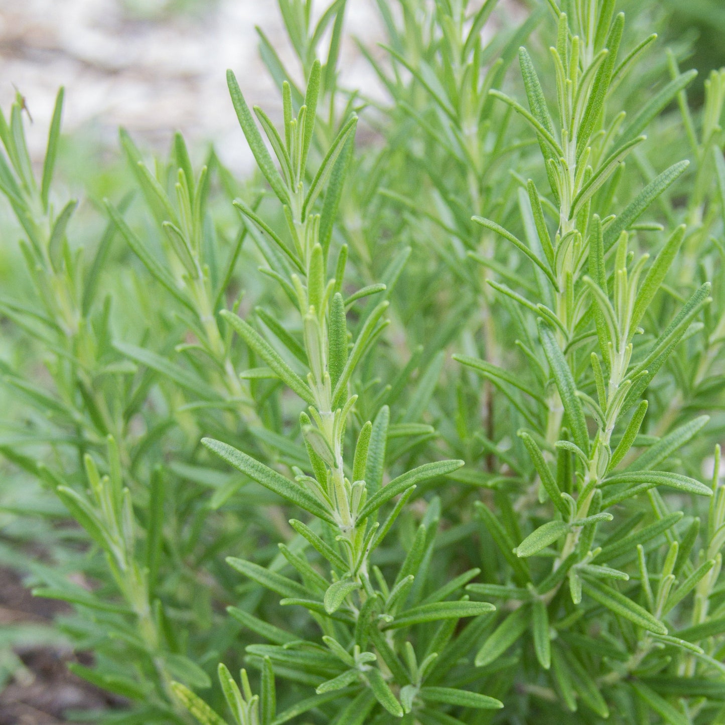 Fresh MIgardener rosemary herb plant with green, fragrant leaves in a natural setting.