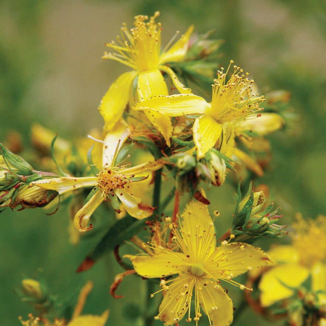 Fresh St. John's Wort herb by MIgardener, vibrant green leaves and stems, ideal for herbal remedies and natural health.