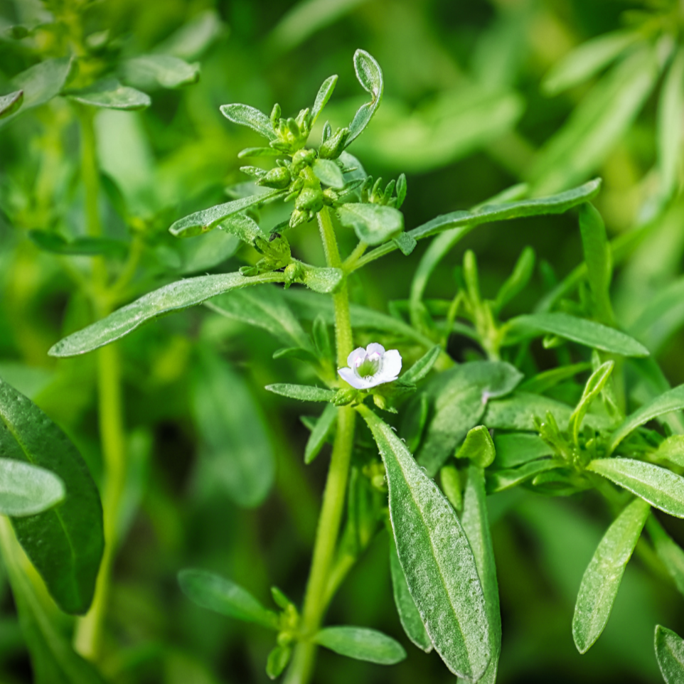 Fresh Summer Savory herb plant from MIgardener, showcasing green, leafy herb leaves ideal for culinary use.