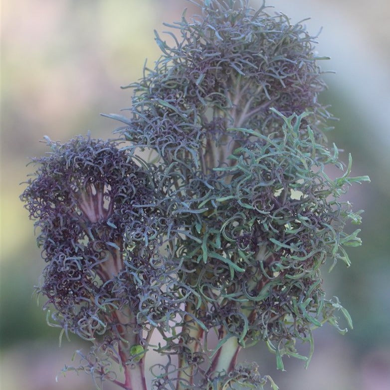 Fresh MIgardener Bare Necessities Kale, vibrant green leafy kale ready for harvest or cooking in a garden setting.