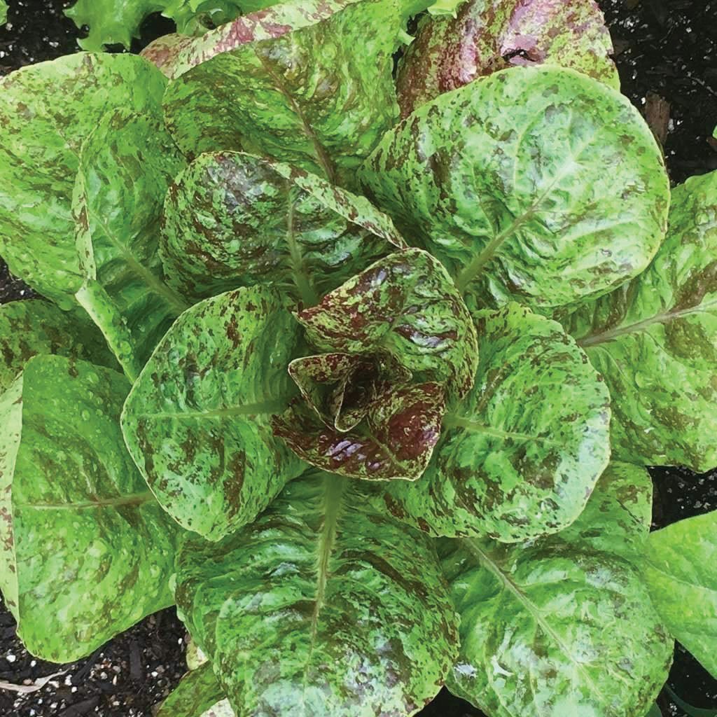 Fresh Freckles Romaine Lettuce from MIgardener, showing vibrant green leaves with distinctive freckled pattern