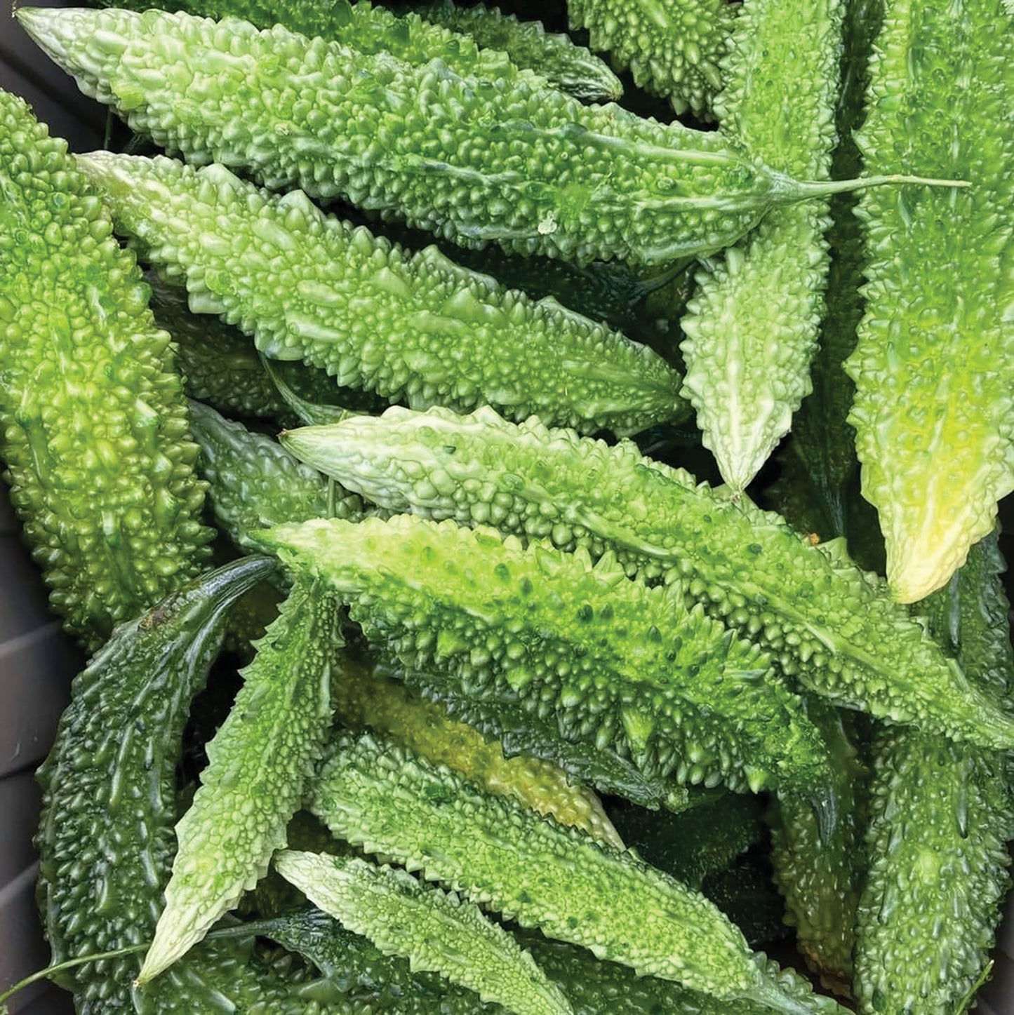 Futo Spindle Bitter Melon by MIgardener, fresh green melon with elongated shape and textured skin on a white background.