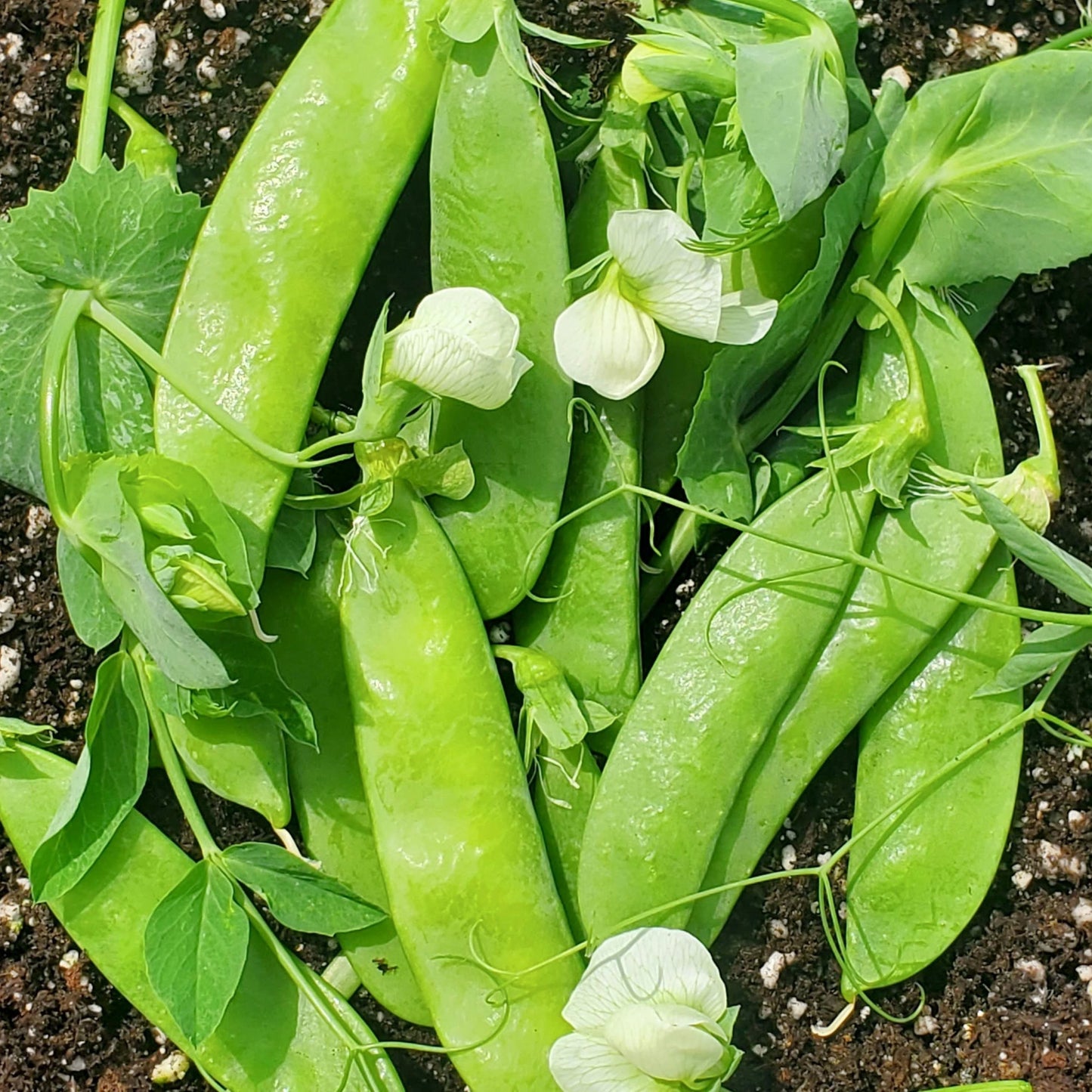 Migardener Blizzard Pea seed packet showing vibrant green pea pods and fresh foliage on a garden background.