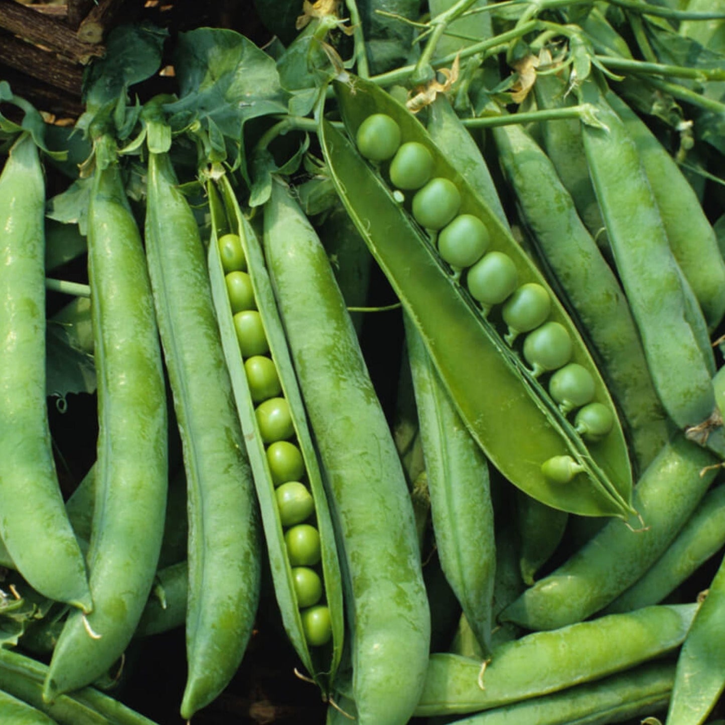 Green Arrow Pea from MIgardener, fresh green pea pod with visible peas inside and vibrant green color.