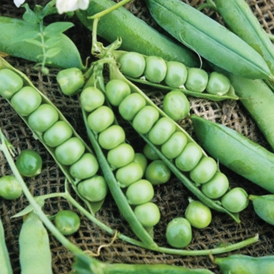 Wando Pea plant by MIgardener with vibrant green pea pods and foliage in a garden setting.