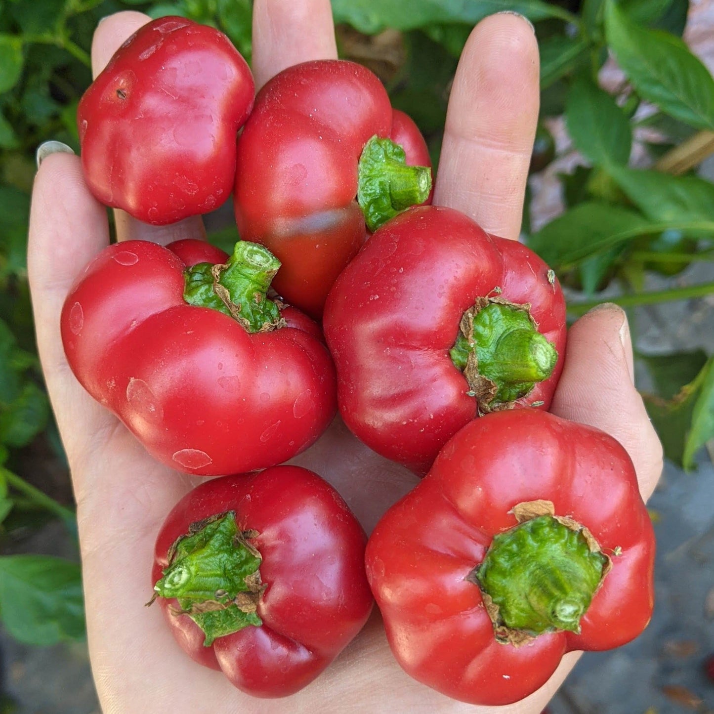 Fresh Alma Paprika pepper from MIgardener, vibrant red color, shiny skin, and plump shape on a white background.