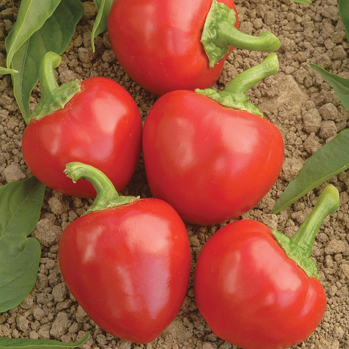 Large red hot cherry pepper from MIgardener, vibrant and glossy with a curved shape, ready for harvest or culinary use.