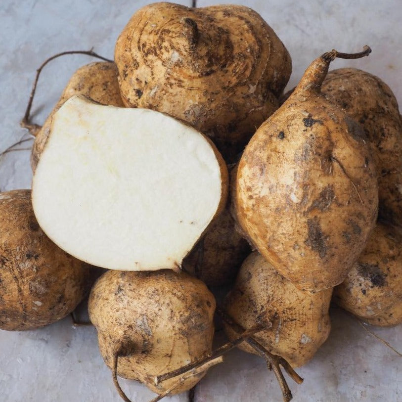 Fresh MIgardener jicama root, a crunchy root vegetable with tan skin, ready for planting or cooking.