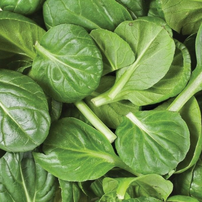 Fresh American Spinach from MIgardener, vibrant green leaves with tender, leafy texture ideal for salads and cooking.
