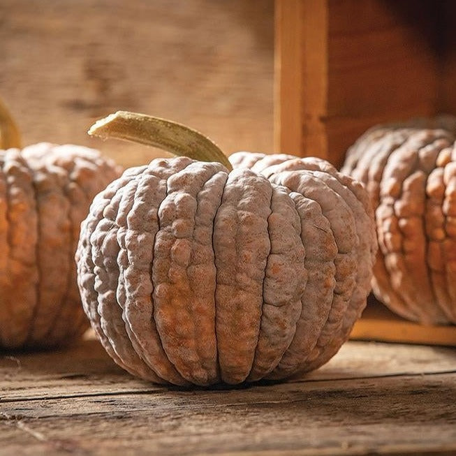 Black Futsu Squash by MIgardener, showing a ripe, dark-colored squash with textured skin and distinctive shape on a garden background.