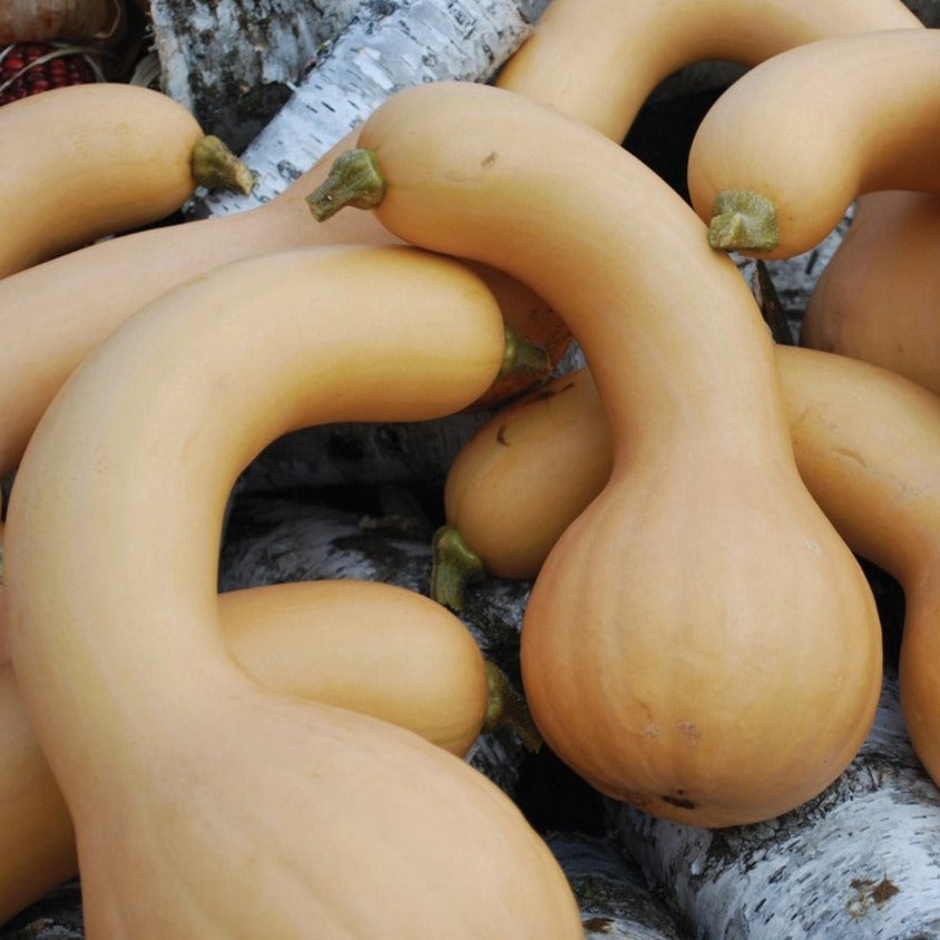 Fresh Butterneck Squash from MIgardener, showcasing vibrant yellow-orange skin and a plump, rounded shape.