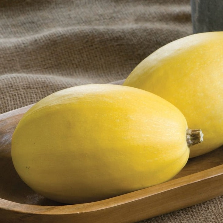 Fresh vegetable spaghetti squash from MIgardener, showcasing its vibrant yellow color and ribbed exterior, ready for cooking.