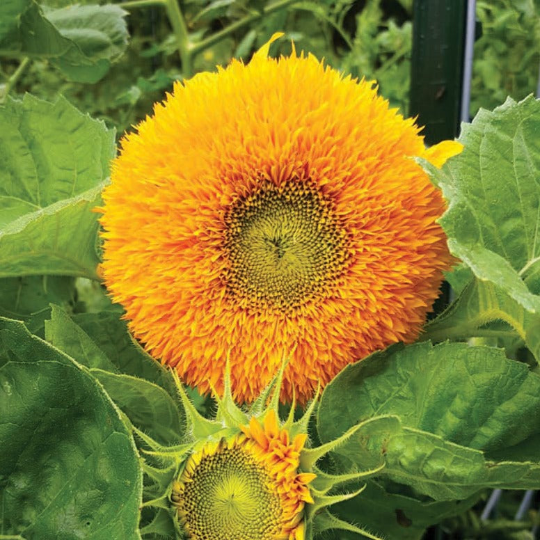 Bright yellow Teddy Bear Sunflower by MIgardener with large blooms and green leaves in a garden setting.