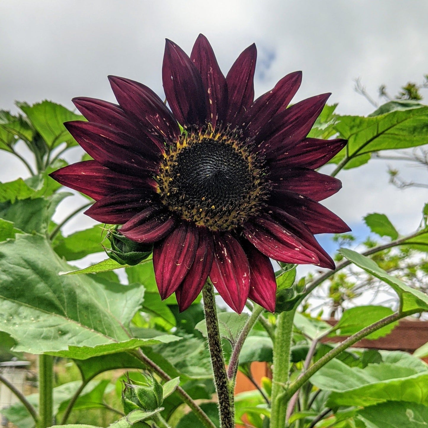 Velvet Queen Sunflower by MIgardener, vibrant sunflower with rich velvet petals and a tall sturdy stem.