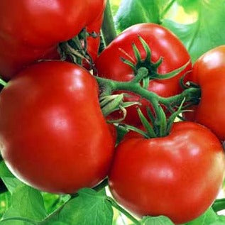Fresh Boxcar Willie tomato from MIgardener, showcasing its round shape and vibrant red color on the vine.