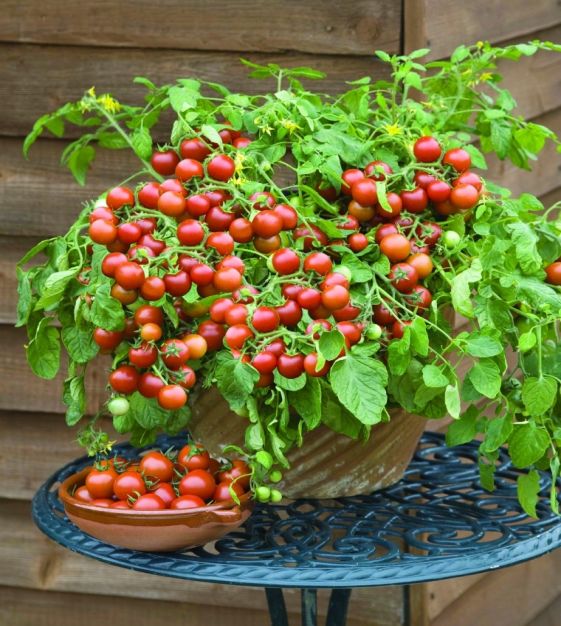 Bright red Cherry Falls cherry tomato from MIgardener, showcasing a ripe, round, and juicy tomato on the vine.