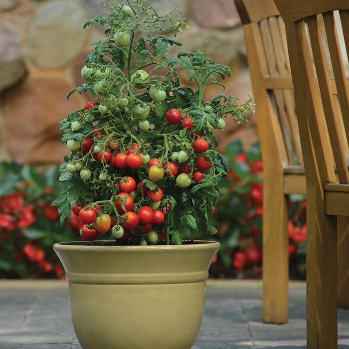 Healthy Geranium Kiss Tomato plant by MIgardener with vibrant green leaves and developing fruit.