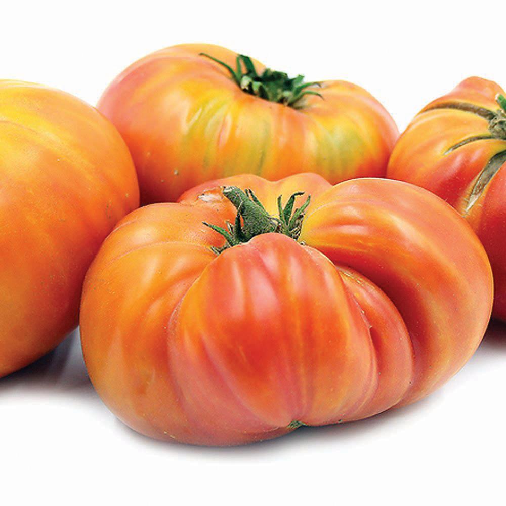 Bright red Hillbilly Tomato from MIgardener, displaying its round shape and smooth skin on the plant.