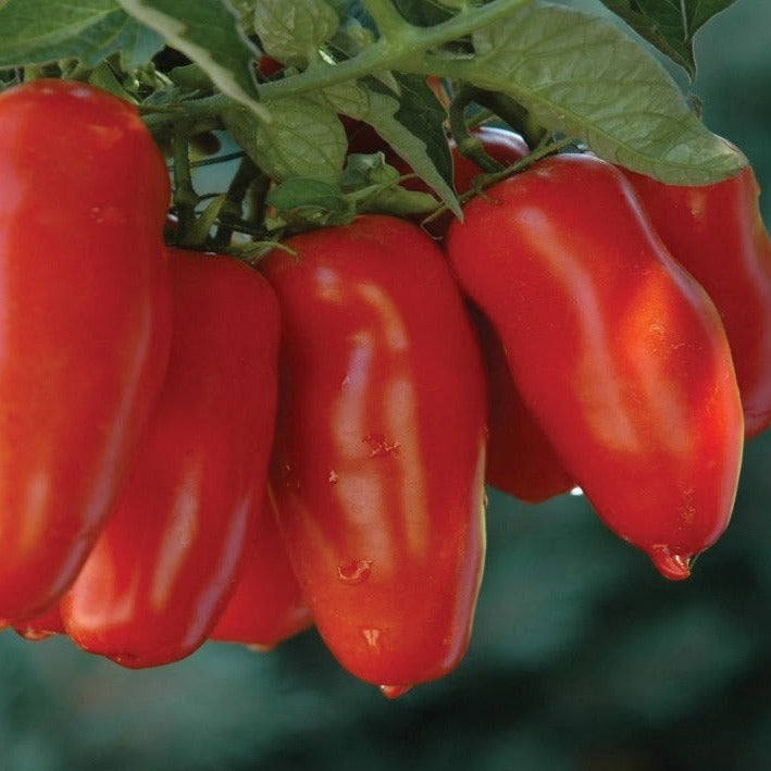 Ripe Jersey Devil tomato from MIgardener, showcasing its vibrant red color and round shape on the vine.