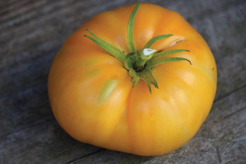 Fresh Kellogg's Breakfast Tomato from MIgardener, vibrant red, round, and ripe on the vine.