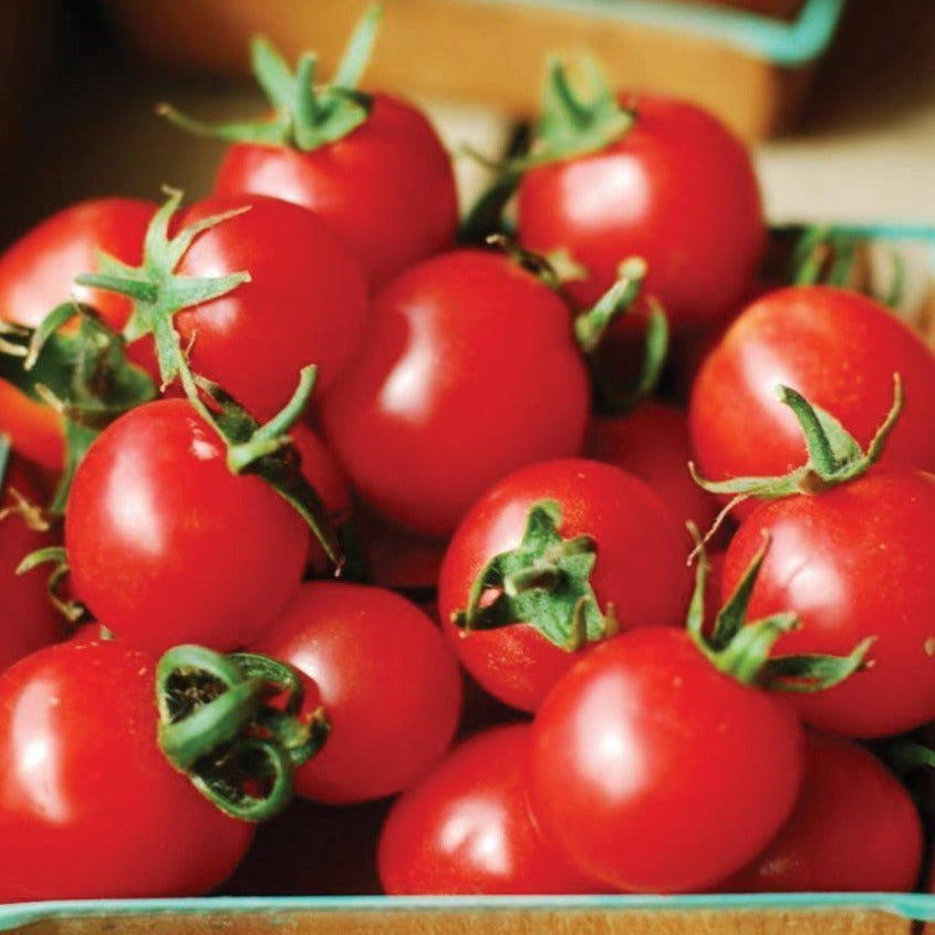 Large red cherry tomato from MIgardener, showcasing a vibrant, ripe tomato with smooth skin on a plant.
