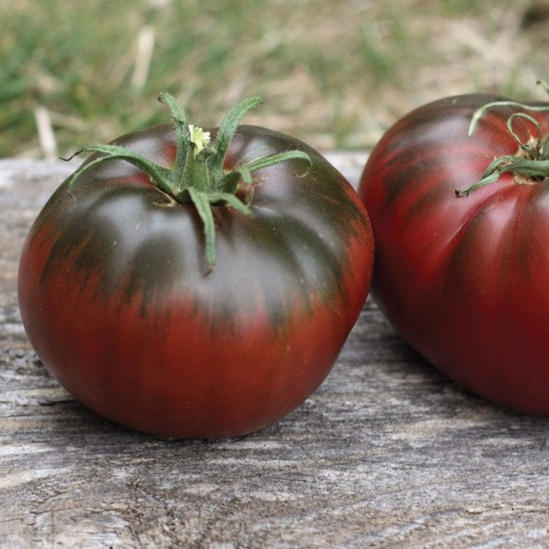 Ripening Paul Robeson tomato from MIgardener, showcasing large, dark purple heirloom tomato with glossy skin.