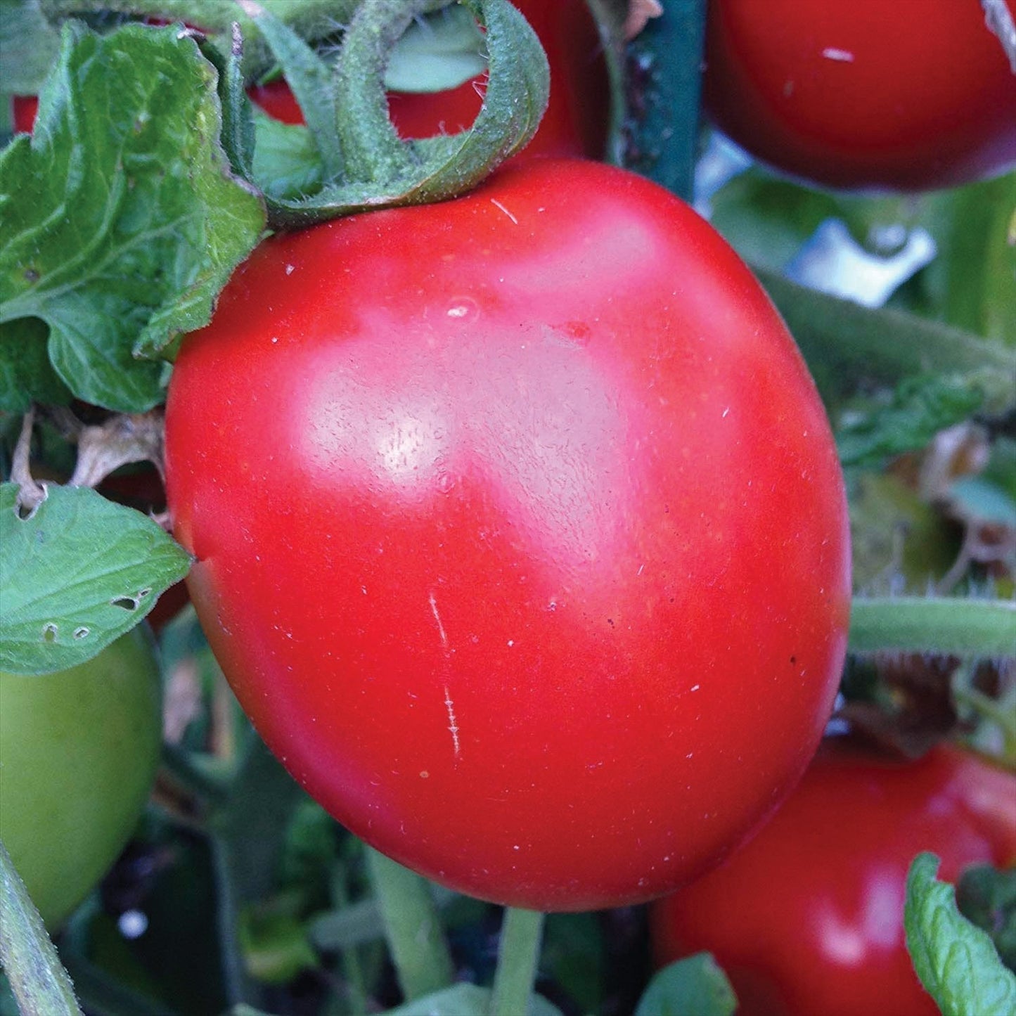 Healthy Rio Grande tomato from MIgardener, showing ripe red fruit with green stems on a plant.