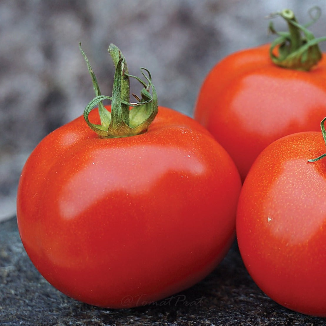 Bright red Sub Arctic Plenty tomato from MIgardener, showcasing its plump, ripe appearance on the vine.