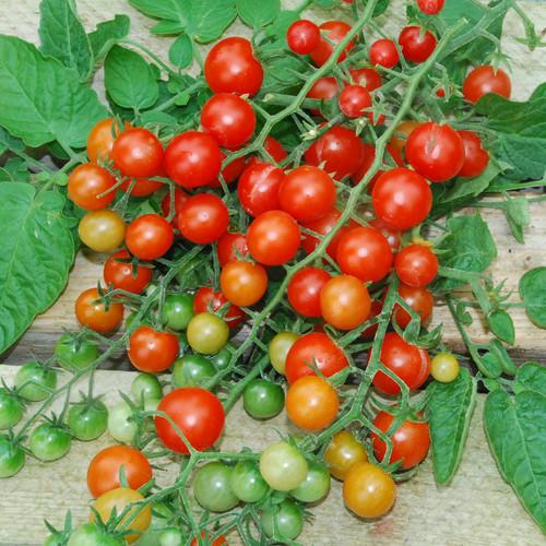Bright red Tess's Land Race Currant Tomato from MIgardener showing a cluster of small, round tomatoes on the vine.